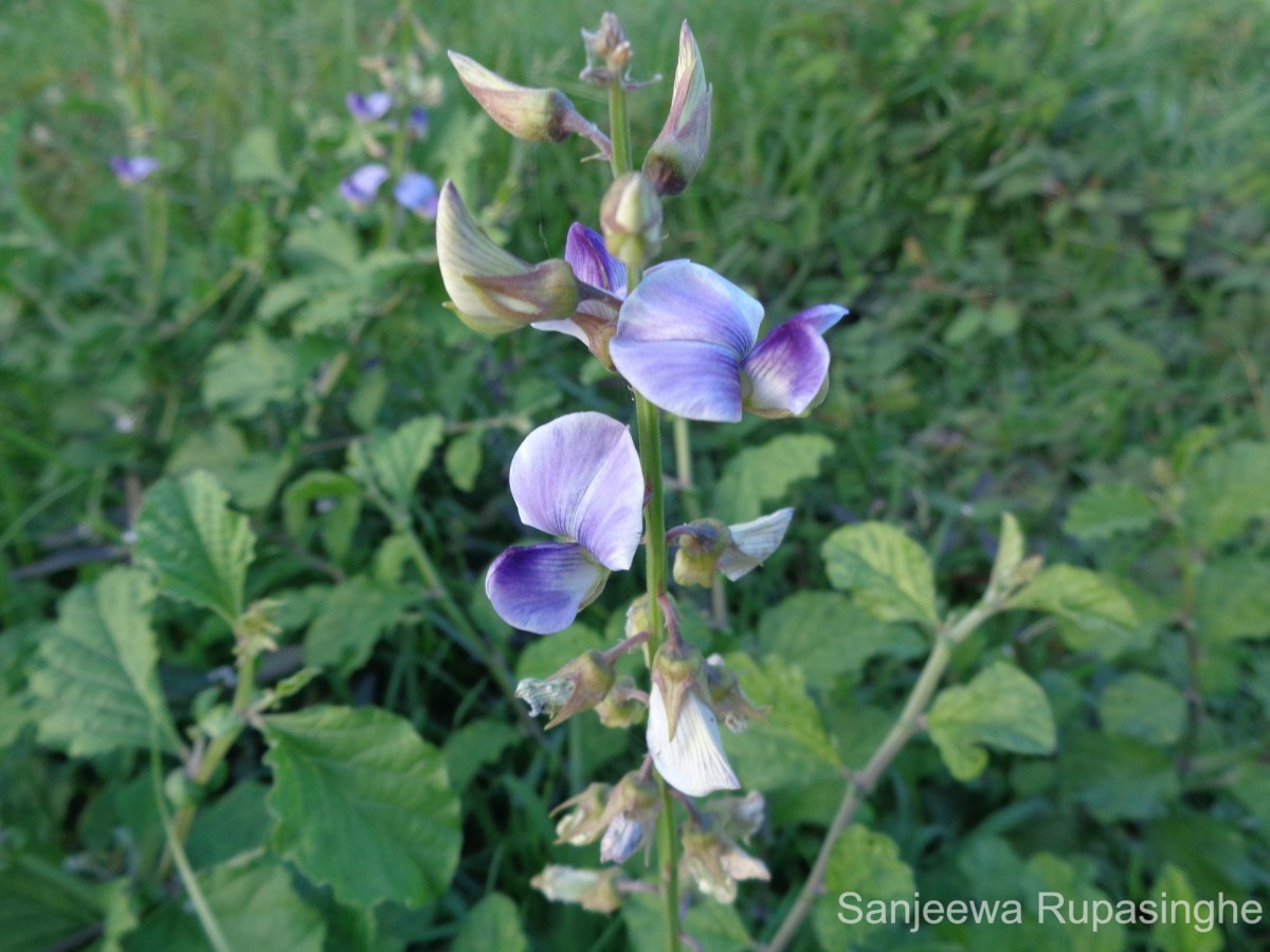 Crotalaria verrucosa L.